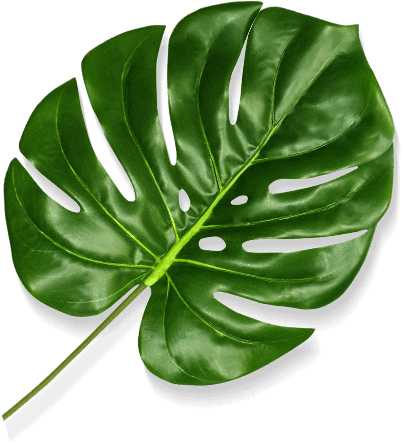 big leaf